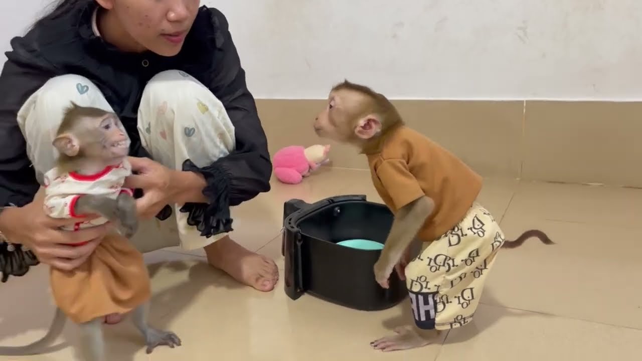 Ganqster Jasmine too much anqrrii with Koy join dinner with her 