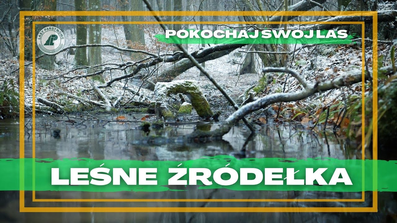 Odc. 46 #Pokochaj Swój Las -  Leśne źródełka