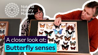 A closer look at butterfly senses