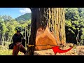 【Part 2】3本の大径木の中1番大きい木の伐採#japan #林業 #伐採 #forestry #forest