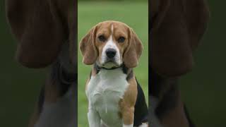 talking.. dog🐕