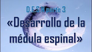 D.E.S.N parte 3 'Desarrollo de la médula espinal'