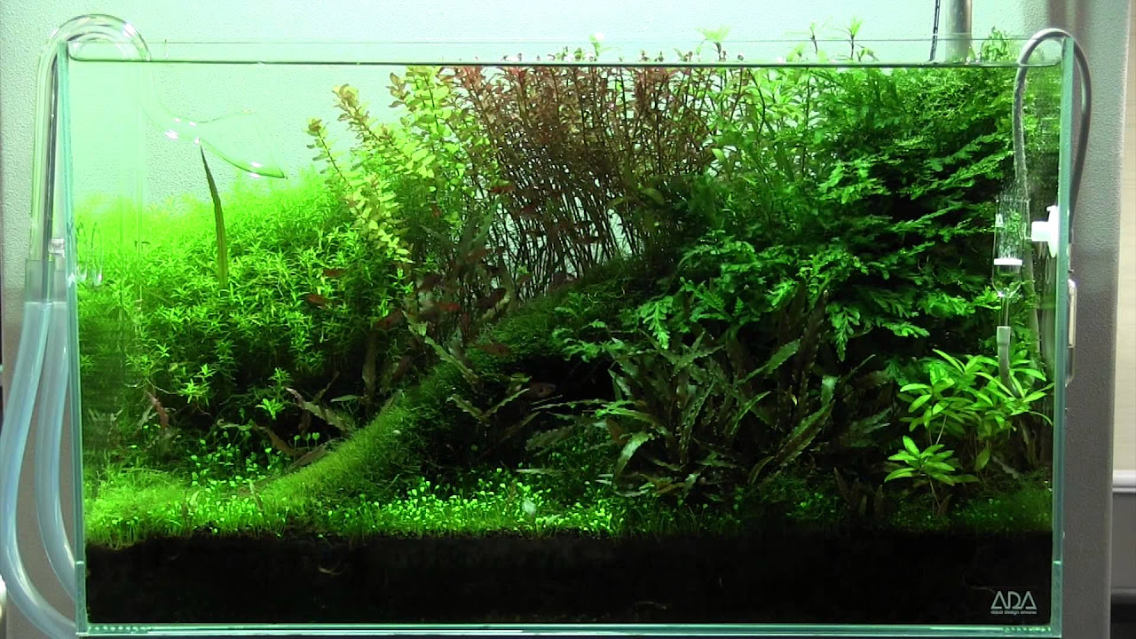 ADA view 376] Follow-up video of NA Gallery aquariums. - YouTube