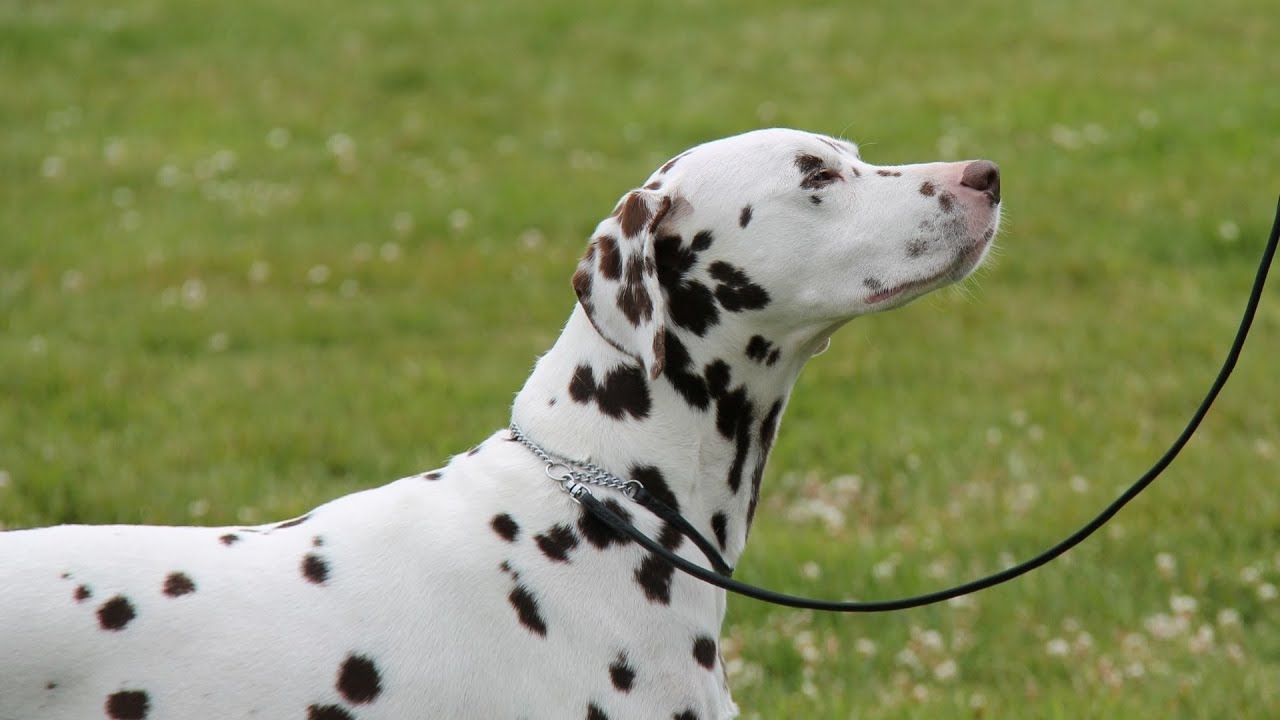 The Benefits of Having a Dalmatian Therapy Dog in Hospitals