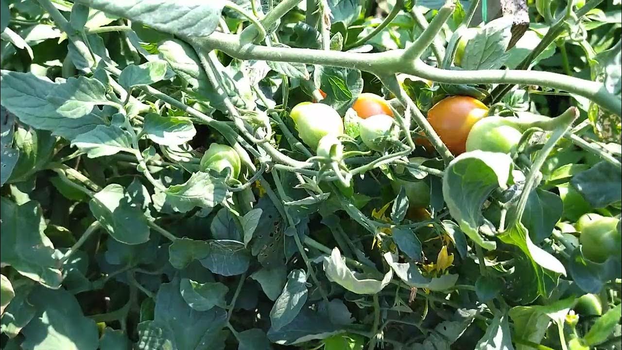 томат Изюм - YouTube