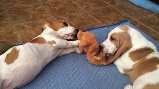 Basset Hounds Franklin and Mabel play with toys - Basset Hounds by BassetHoundtv 788 views 5 years ago 2 minutes, 44 seconds