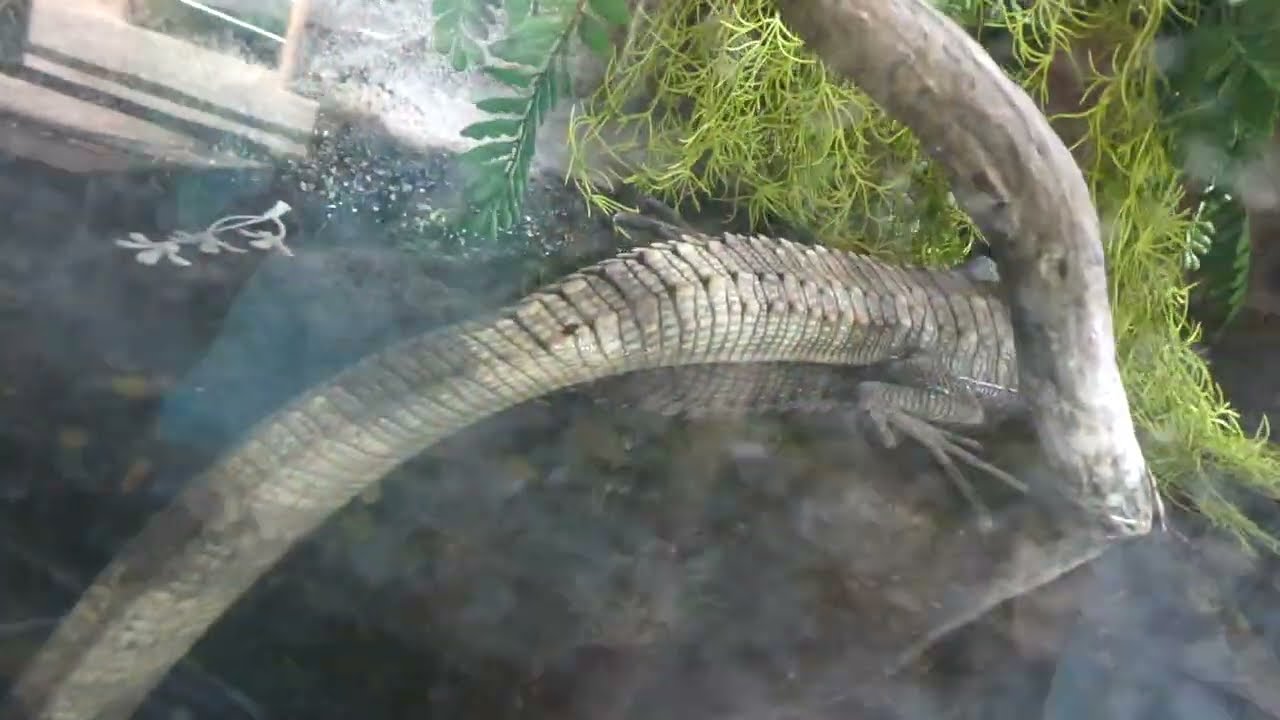 Каймановая ящерица Зоопарк Лос-Анджелеса Лос-Анджелес Калифорния США 24 ноября 2025 г. Охрана жив...