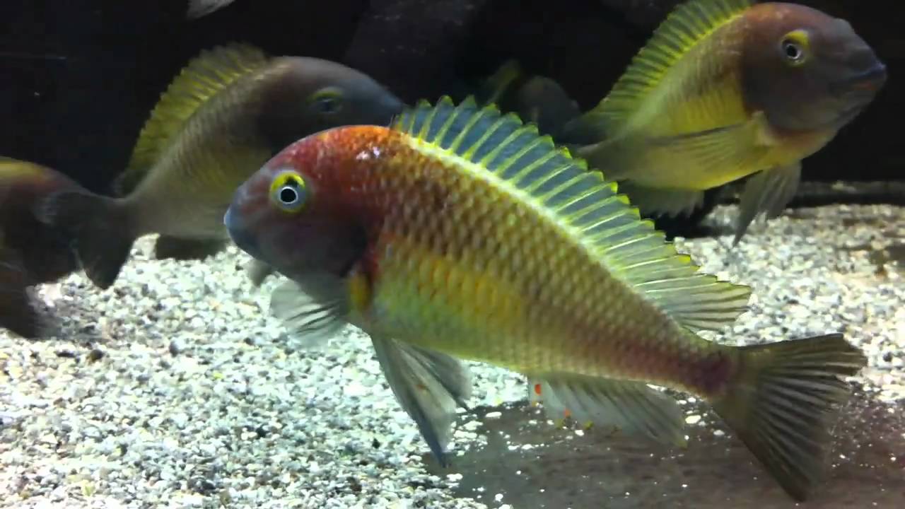 Kazumba Kazumba