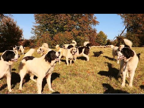 Video: Temperamentele La Câini