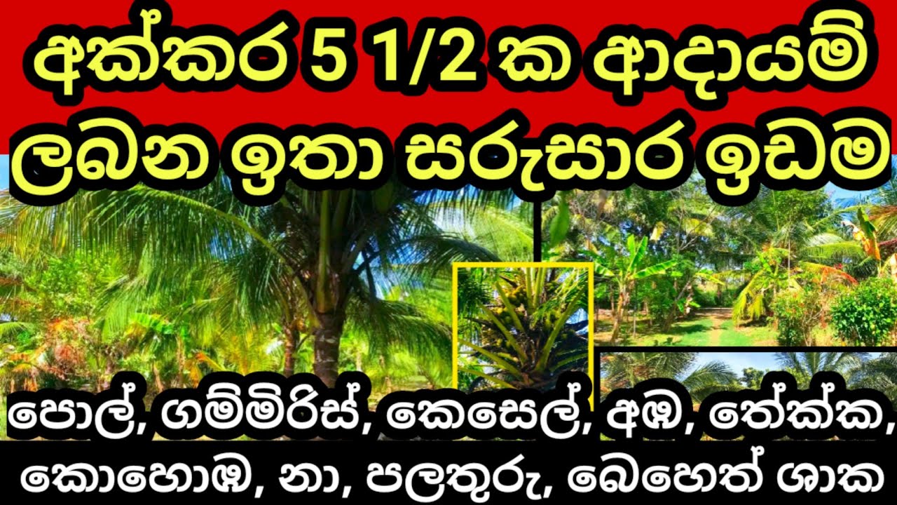 Coconut land for sale Pol idam House for sale Land for sale