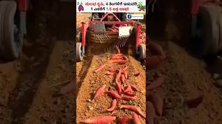 Earn Upto 1 Lakh Profit From Sweet Potato Farming Shorts SweetPotatoFarming