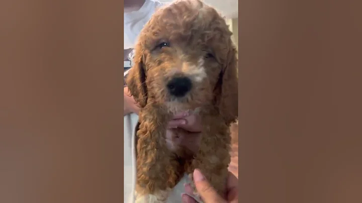 Monopoly Goldendoodle