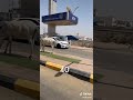 عاجل ظهور حمار القايله بعد نوم ابو الهول 