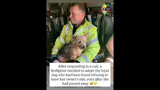 Firefighter Adopts Dog Who Refused to Leave Her Deceased Owner 💔🐶❤️