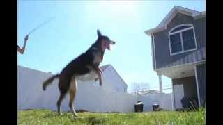 DOUBLE DUTCH DOG BLOWS YOUR MIND