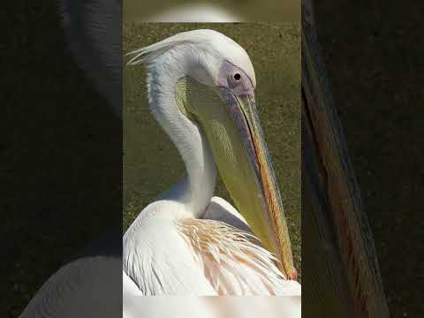 3 اشياء لم تكن تعرفها عن البجعة