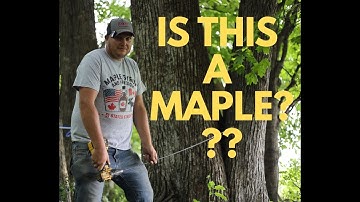 How to identify a maple tree and select drill bits