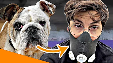 Wie atmet eine Französische Bulldogge?