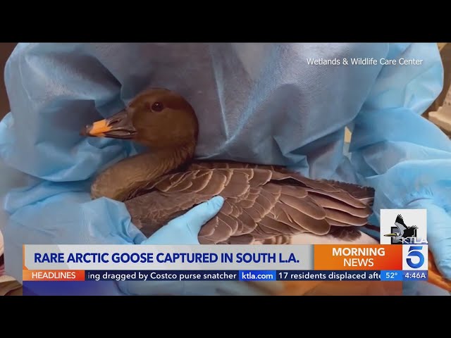 Rare Arctic Goose Captured in L.A. – 6,000 Miles From Home - LAmag -  Culture, Food, Fashion, News & Los Angeles