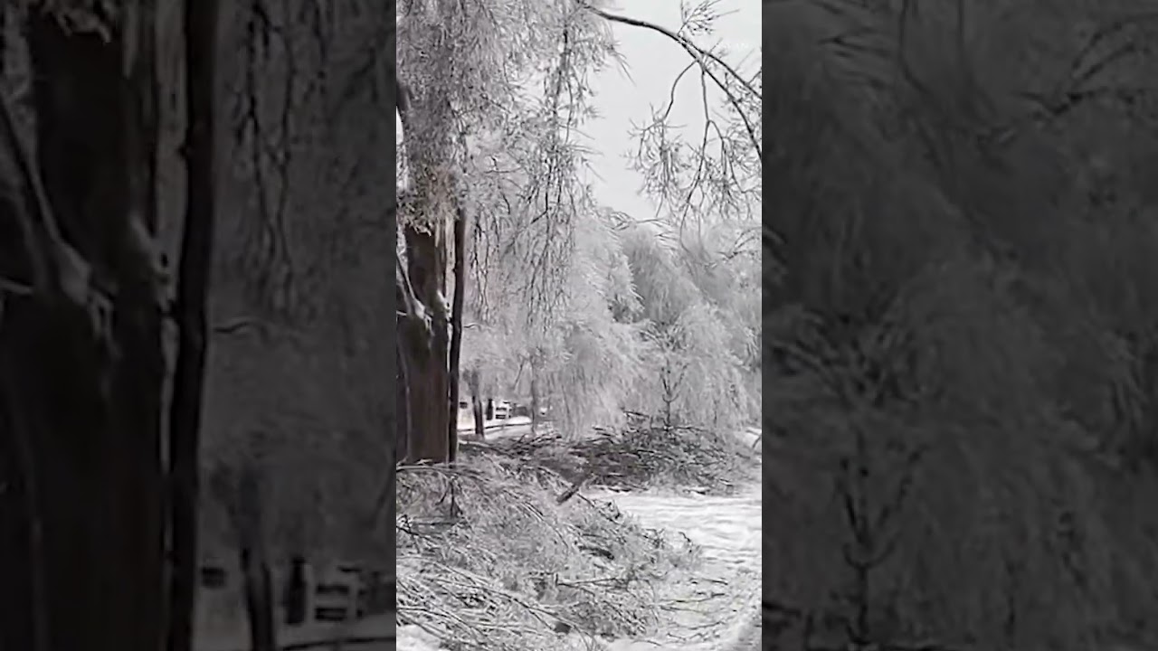 Winter storm causes rare tree damage across Franklin neighborhood