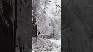 Winter storm causes rare tree damage across Franklin neighborhood