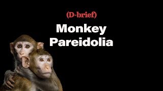 Monkeys See Faces In Things Too
