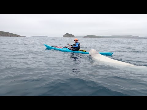 Видео: Четыре каякера и белуха в проливе Старка, Владивосток