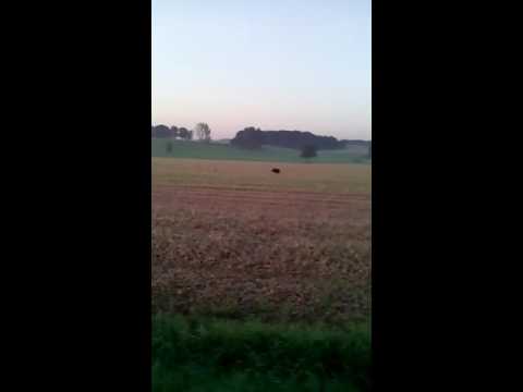 Wildschwein Riesenkeiler,das war