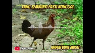 JERNIH No 1 !!! suara pikat ayam hutan betina terbaik 2025 Hingga Sepanjang Masa