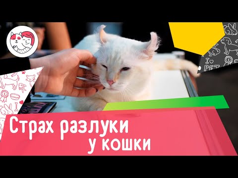 Видео: Боязнь разлуки у кошек