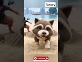 Tommy dog #shorts #trending #dogs
