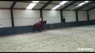 4yo (2017) Highway Gelding 1.64m ~ Ridden flatwork