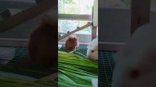Guinea pig ep 166