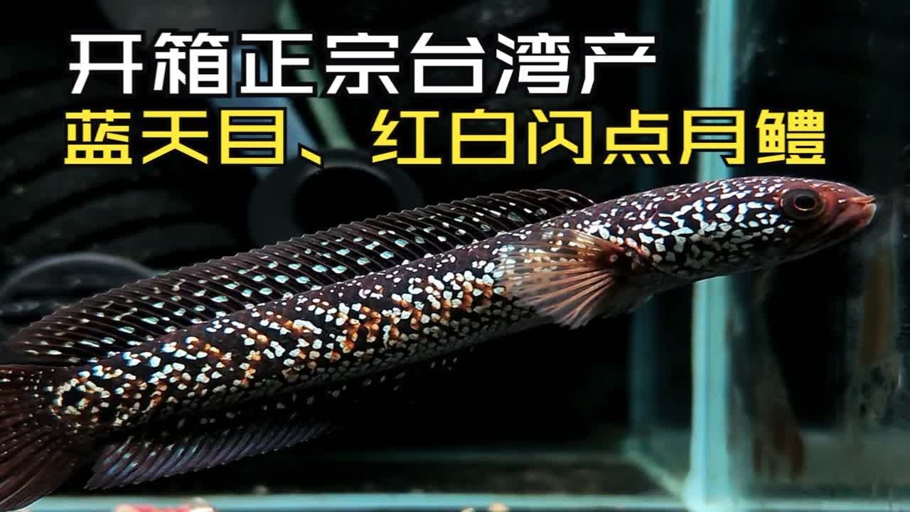 看到这条蓝天目雷龙，让我想起了疑是银河落九天这句诗！开箱正宗台湾产 