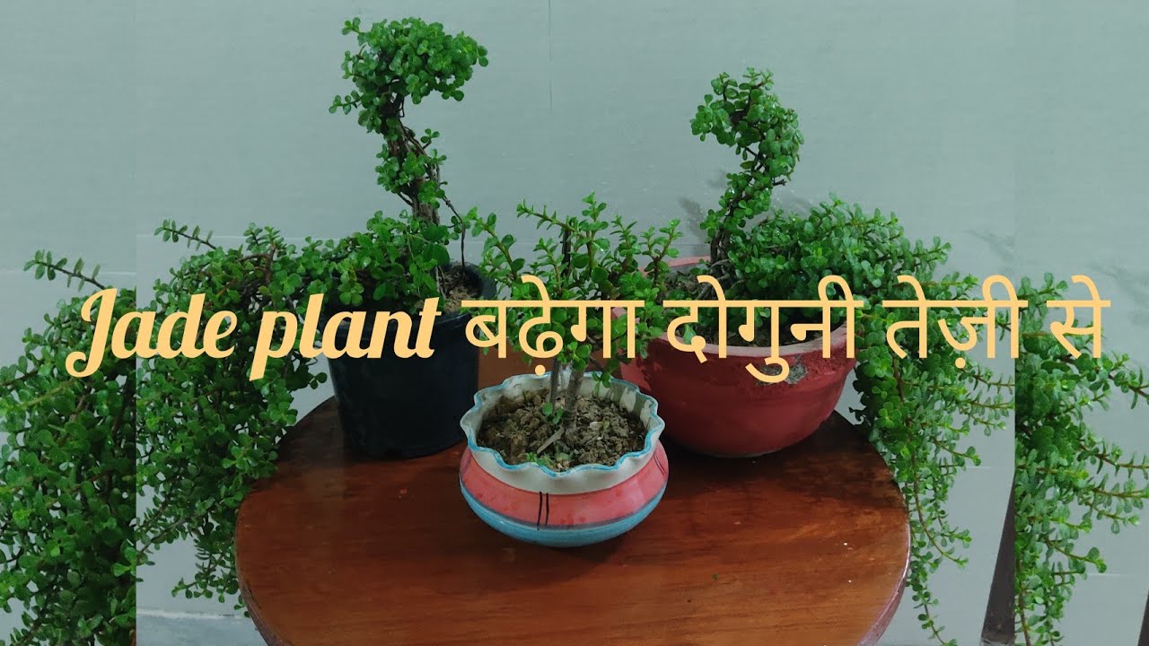 Grow Jade Bonsai Faster, Jade plant care /add these two fertilizer your