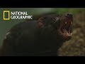 Biting each other is tasmanian devils matingnational geographic