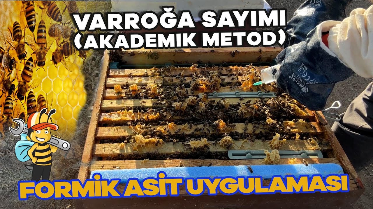 ПОДСЧЕТ ВАРРОА (академический метод) – ПРИМЕНЕНИЕ МУРАВЬИНОЙ КИСЛОТЫ