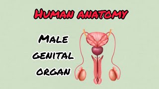 Male Genital Organ  Human Anatomy  Medical Learning 