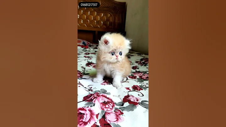 Video 9561601: catlovers kitten cats catlife, kitten cats animals catlover, cats catlover kitten cute, cat exotic kitten, kitten cute catlover baby, cat kittens home