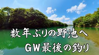 GW最後のへら鮒釣り　犀川 本庄池 　　2022-5-7釣行