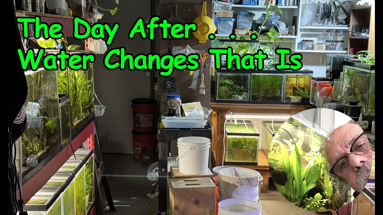 The Day After A Water Change