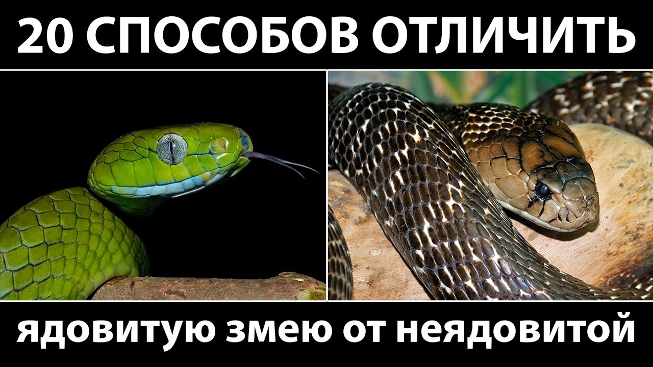 Как отличить змей