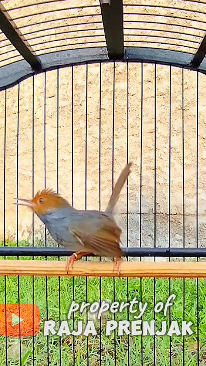 prenjak tarung gacor #prenjak #prenjakgacor #pikatburung