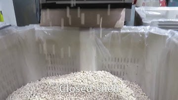 Inshell pistachios on Multiscan sorter