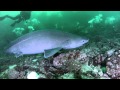 Sixgill shark hexanchus griseus shark survey week