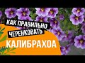 ЧЕРЕНКОВАНИЕ КАЛИБРАХОА//КАК ПРАВИЛЬНО ЧЕРЕНКОВАТЬ КАЛИБРАХОА