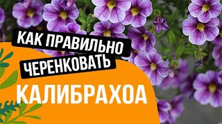 ЧЕРЕНКОВАНИЕ КАЛИБРАХОА//КАК ПРАВИЛЬНО ЧЕРЕНКОВАТЬ КАЛИБРАХОА