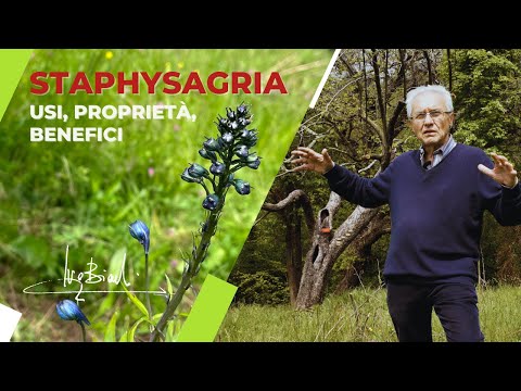 Video: Cura delle piante di Hepatica - Scopri la pianta di Liverleaf Hepatica