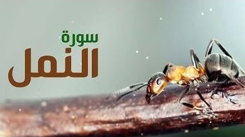 سورة النمل كاملة تلاوات زكية ستريح أعصابك ♥️ | القارئ ماجد الدعوس Surah An-Naml