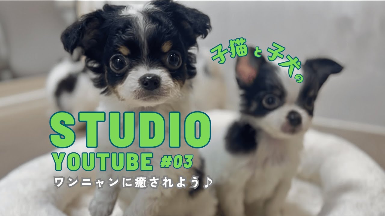 【画面いっぱいチワワ】4兄弟が続々大集合！クッションで大はしゃぎ